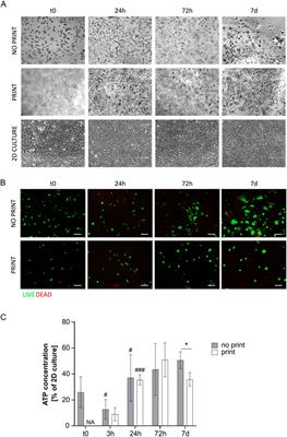 Evaluating cells metabolic activity of bioinks for bioprinting: the role of cell-laden hydrogels and 3D printing on cell survival